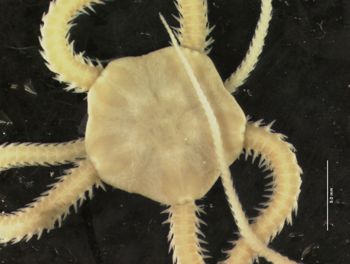 Media type: image; Invertebrate Zoology OPH-4455   Description: dorsal;